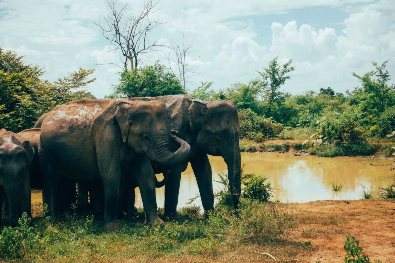 Udawalawe National Park Safari, Sri Lanka - Travel Advocates