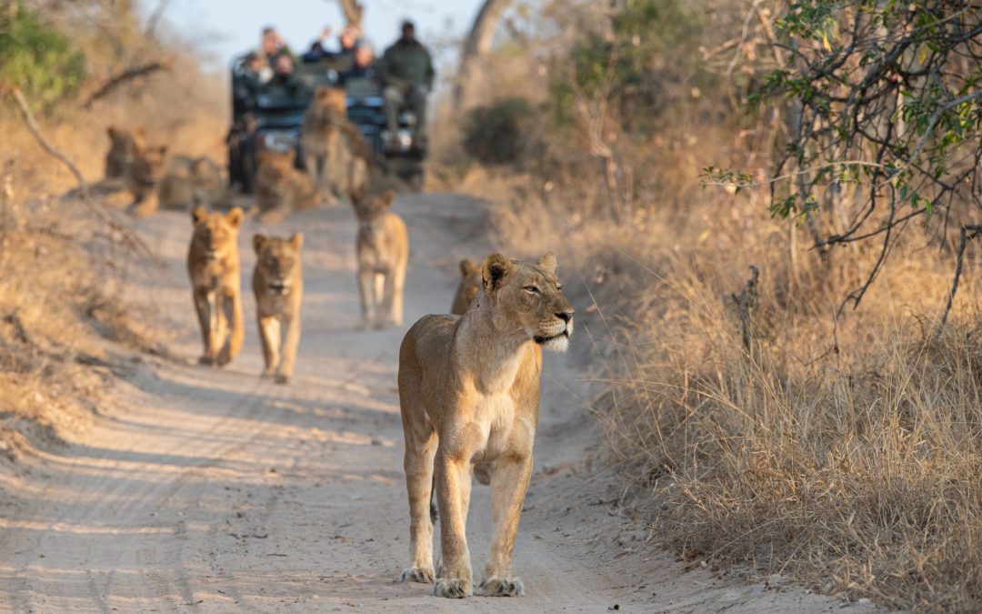 CONTIKI – Learn to be a Safari Guide in Kruger National Park from $2349.00