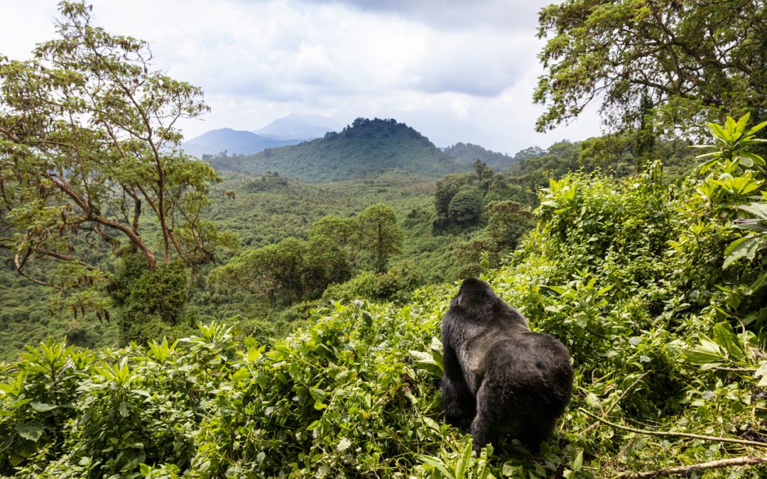 Gorillas & Game Parks Safari 19 Nights from $8,700 pp (share twin)